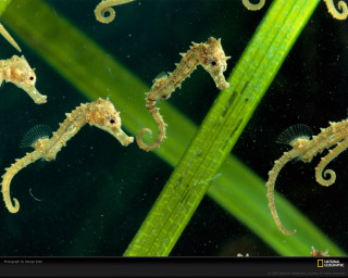 Seahorses green plant stem water - the water free wallpaper