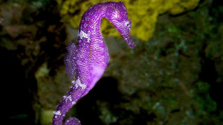 Purple seahorse rock water droplets - an impressionist painting free wallpaper