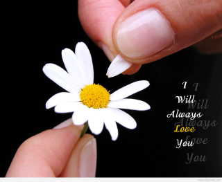 Romantic flower quote love screenshot - a person holding free wallpaper
