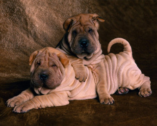 Two dogs brown blanket towel - chang daichien free wallpaper