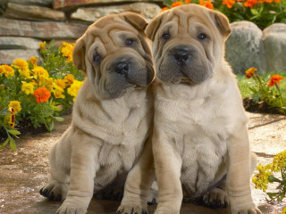 Dogs sitting stone floor flowers - david budd free wallpaper