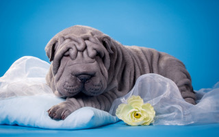 Puppy laying pillow flower blue - a white rose free wallpaper