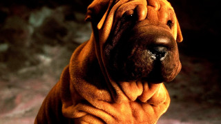 Large brown dog black nose - a black nose free wallpaper