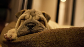 Dog sleeping couch pillow eyes 2 - canon 5 0 mm free wallpaper