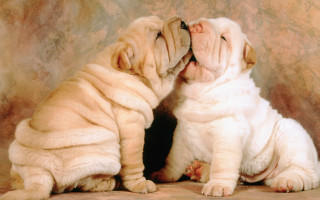 Two dogs biting nose sitting - two dog free wallpaper