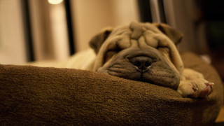Dog sleeping couch pillow eyes 3 - canon 5 0 mm free wallpaper