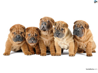 Puppies sitting white background black - incoherent free wallpaper