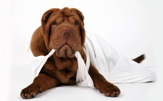 Dog bandage neck nose laying - a white sheet free wallpaper
