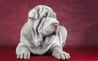 White dog red background head - duccio free wallpaper