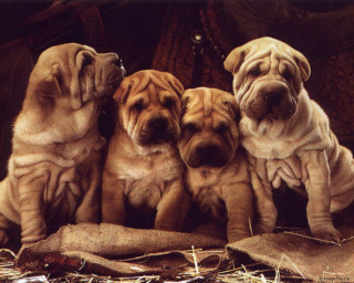 Shar pei puppies sitting hay - their eye free wallpaper
