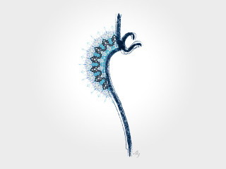 Blue white flower long stem - a long stem free wallpaper