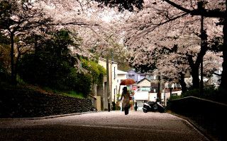 Woman walking umbrella rain tree - a street free wallpaper