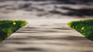 Path grass flowers blurry water - a path free wallpaper