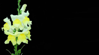 Yellow white flower black background - a black background in the background free wallpaper
