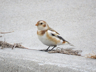 Bird sidewalk grass twigs chica - new free wallpaper