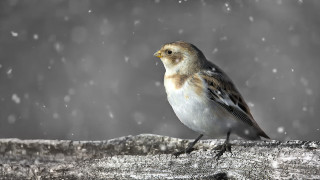Bird tree branch snow falling - a tree branch in the snow free wallpaper