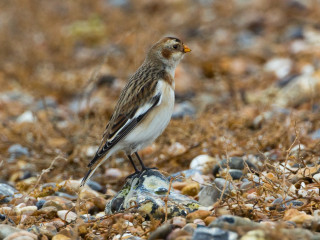 Bird rock ground background grass - ground free wallpaper