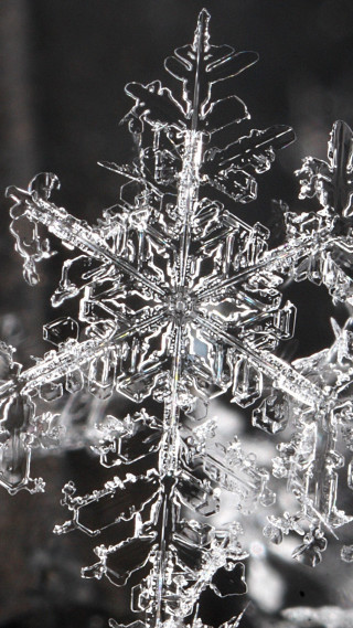Snowflake black white background photo - a snowflake free wallpaper