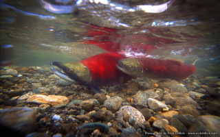 Fish swimming river rocks gravels - alson s. clark free wallpaper