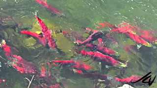 Fish swimming pond red algae - high free wallpaper