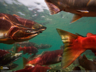 Fish school water rock ecological - douglas robertson bisset free wallpaper