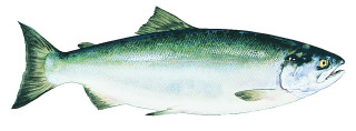 Large mouth long tail fish - carpoforo tencalla free wallpaper