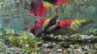 Fish swimming water rocks grass - ecological art free wallpaper