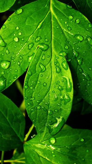 Green leaf water droplets background 2 - water droplet free wallpaper