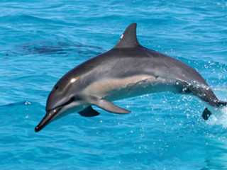 Dolphin jumping water person background - a person in the background free wallpaper
