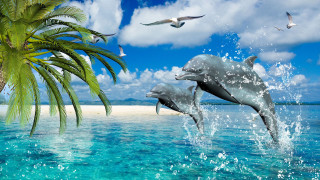 Dolphins beach palm trees birds - beautiful scenery free wallpaper for desktop
