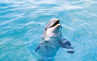 Dolphin swimming blue pool mouth 2 - a blue pool of water free wallpaper