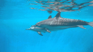 Dolphins swimming blue pool water - a blue pool of water free wallpaper