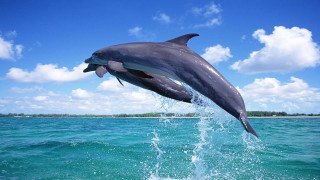 Dolphin jumping water mouth open 2 - daphne mcclure free wallpaper