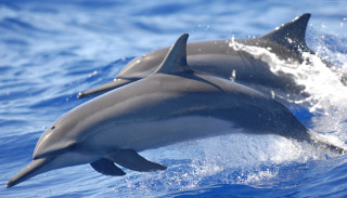 Dolphins swimming together ocean water - two dolphin free wallpaper
