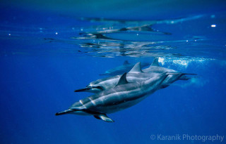 Dolphins swimming ocean bubbles person - under free wallpaper