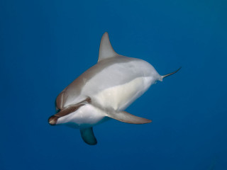 Dolphin blue white tail brown - aquirax uno free wallpaper for desktop