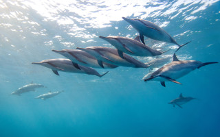 Dolphins swimming ocean sunlight person 4 - sunlight free wallpaper