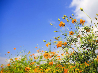 Field of flowers blue sky 4 - chang daichien free wallpaper