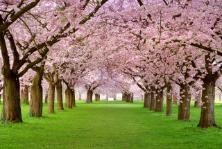 Large field trees green grass 2 - the middle of the field free wallpaper