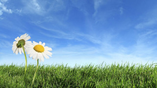 White flowers green field blue - a couple free wallpaper