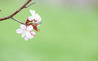 Pink branch lily bird gradient - a small bird free wallpaper