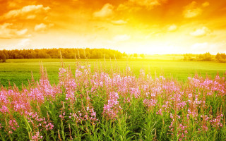 Field flowers sunset clouds sky 2 - a field of flowers free wallpaper