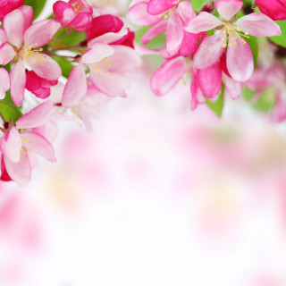 Pink flower closeup bloom nature - a branch free wallpaper
