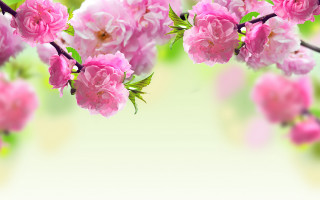 Pink flowers green leaves bouquet 2 - pink free wallpaper for desktop