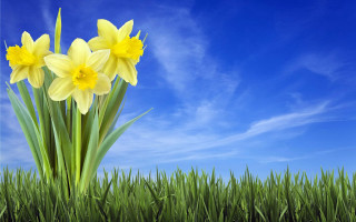 Yellow flowers grass sunny day - blue sky in the background free wallpaper