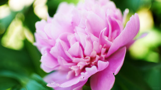 Pink flower green leaves blurry 17 - benoit b. mandelbrot free wallpaper