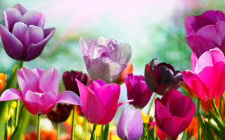 Flowers grass sky sunflare stilllife - the grass together free wallpaper