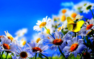 Field daisies blue sky butterfly - over them free wallpaper