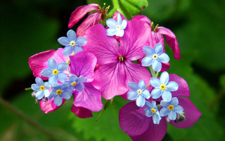 Purple blue flower bouquet green 2 - fanny mcian free wallpaper