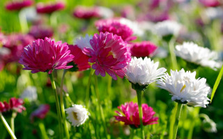 Field flowers pink white green 2 - a field of flowers free wallpaper